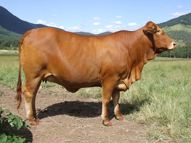 Bryvonlea Glossy